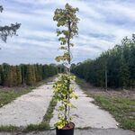 3x Klimhortensia, Hydrangea Anomala Petiolaris, klimplant, witte bloei