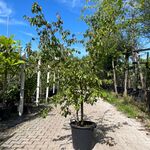 Gele kornoelje, Cornus Mas, sierheester, gele bloei, ca. 175 cm hoog