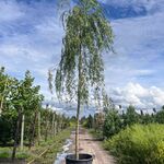 Treurwilg, Salix ‘Chrysocoma’, hoogstam, ca. 5-6 m hoog