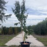 Zevenzonenboom, Heptacodium Miconioides, meerstammig, ca. 175-200 cm h