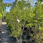 Ca. 12x Sierstruik, Syringa, Magnolia E.a., sierheester, bloei/herfstv