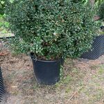 7x Hulst, Ilex Aquifolium, bolvorm, wintergroen, Doorsnede ca. 120 cm