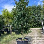 2x Hulst, Ilex ‘Limsi’, solitair, wintergroen, ca. 200-225 cm hoog