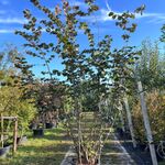 Rode hazelaar, Corylus ‘Purpurea’, sierheester, roodbladig, ca. 350-40