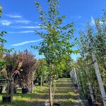 2x Japanse sierkers, Prunus ‘Amanogawa’, meerstammig, roze bloei, ca.
