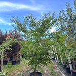 2x Japanse esdoorn, Acer Palmatum, meerstammig, rode herfstkleur, ca.