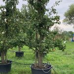 3x Perenboom, Pyrus ‘Conference’, karakterboom, vruchtdragend, ca. 3-3