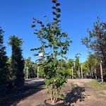 2x Rode hazelaar, Corylus ‘Purpurea’, sierheester, roodbladig, ca. 225
