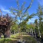 Japanse sierkers, Prunus ‘Autumnalis Rosea’, meerstammig, zachtroze bl