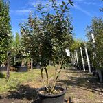 Olijfwilg, Elaeagnus Ebbingei, meerstammig, wintergroen, ca. 200 cm ho