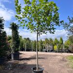 Amerikaanse tulpenboom, Liriodendron Tulipifera, bolvorm, gele herfstk