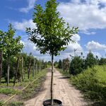 Laurierkers, Prunus ‘Novita’, leigeschikt, wintergroen, ca. 4 m hoog