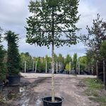 3x Koningslinde, Tilia ‘Pallida’, leiboom, ca. 200 cm stamhoogte