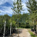 Haagbeuk, Carpinus Betulus, hoogstam, gele herfstkleur, ca. 3.5-4 m ho