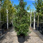 Ca. 25x Portugese laurier, Prunus Lusitanica, haagplant, wintergroen,