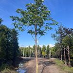 Indische paardenkastanje, Aesculus Indica, hoogstam, herfstverkleuring