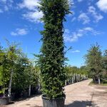 4x Venijnboom, Taxus Baccata, haagplant, wintergroen, ca. 250-400 cm h