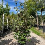 4x Olijfwilg, Elaeagnus Ebbingei, haagplant, wintergroen, ca. 125-175