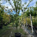 Japanse sierkers, Prunus S. ‘Kanzan’, meerstammig, dieproze bloei, ca.
