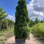 Koningsconifeer, Thuja ‘Smaragd’, zuilvorm, wintergroen, ca. 250 cm ho