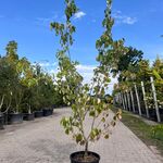 3x Sierstruik, Cotinus Cog. ‘Royal Purple’ E.a., sierheester, bloei/he