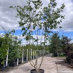 Europese hopbeuk, Ostrya Carpinifolia, meerstammig, ca. 3.5-4 m hoog