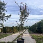 4x Japanse esdoorn, Acer Pal. ‘Jerre Schwartz’, sierheester, rode herf