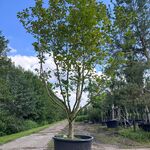 Beverboom, Magnolia ‘Galaxy’, meerstammig, roze bloei, ca. 350-400 cm