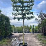 Koningslinde, Tilia ‘Pallida’, leiboom, ca. 200cm stamhoogte