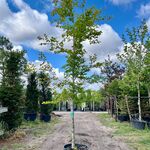 Beuk, Fagus Sylvatica, hoogstam, groenbladig, ca. 5 m hoog