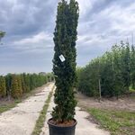 3x Venijnboom, Taxus ‘Fastigiata Aurea’, zuilvorm, wintergroen, ca. 20