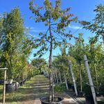 Kersenboom, Prunus ‘Kordia’, fruitgaardboom, vruchtdragend, ca. 3-3.5