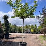 Witte moerbei, Morus ‘Fruitless’, dakboom, ca. 200 cm stamhoogte