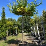 2x Amberboom, Liquidambar ‘Worplesdon’, dakboom, herfstverkleuring, ca