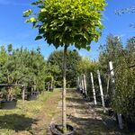 Trompetboom, Catalpa ‘Nana’, bolboom, ca. 200 cm stamhoogte