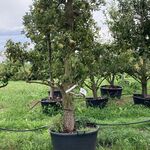 6x Perenboom, Pyrus ‘Conference’, karakterboom, vruchtdragend, ca. 3-3