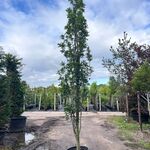2x Moeraseik, Quercus Green Pillar, zuilboom, ca. 5 m hoog