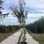 3x Japanse esdoorn, Acer Pal. ‘Jerre Schwartz’, sierheester, rode herf