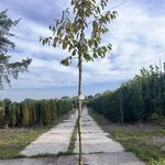 5x Kersenboom, Prunus ‘Kordia’, fruitgaardboom, vruchtdragend, ca. 3 m