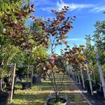 Judasboom, Cercis ‘Forest Pansy’, meerstammig, roze bloei, ca. 200-250