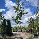 Beuk, Fagus Sylvatica, hoogstam, groenbladig, ca. 5-6 m hoog