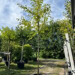 2x Witte moerbei, Morus ‘Fruitless’, hoogstam, ca. 3.5-4 m hoog