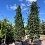 4x Venijnboom, Taxus Baccata, haagplant, wintergroen, ca. 400-450 cm h