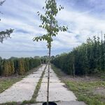 2x Kersenboom, Prunus ‘Victoria’, fruitgaardboom, vruchtdragend, ca. 3