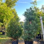 4x Portugese laurier, Prunus ‘Angustifolia’, haagplant, wintergroen, c