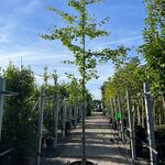 3x Japanse notenboom, Ginkgo Biloba, loofboom, gele herfstkleur, ca. 3