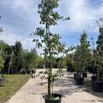 5x Perenboom, Pyrus ‘Conference’, E.a., fruitgaardboom, vruchtdragend,