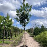 2x Laurierkers, Prunus ‘Novita’, leigeschikt, wintergroen, ca. 4 m hoo