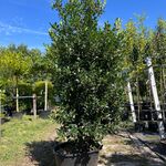 Hulst, Ilex ‘Limsi’, solitair, wintergroen, ca. 200-225 cm hoog