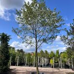Zwarte els, Alnus Glutinosa, hoogstam, ca. 6 m hoog